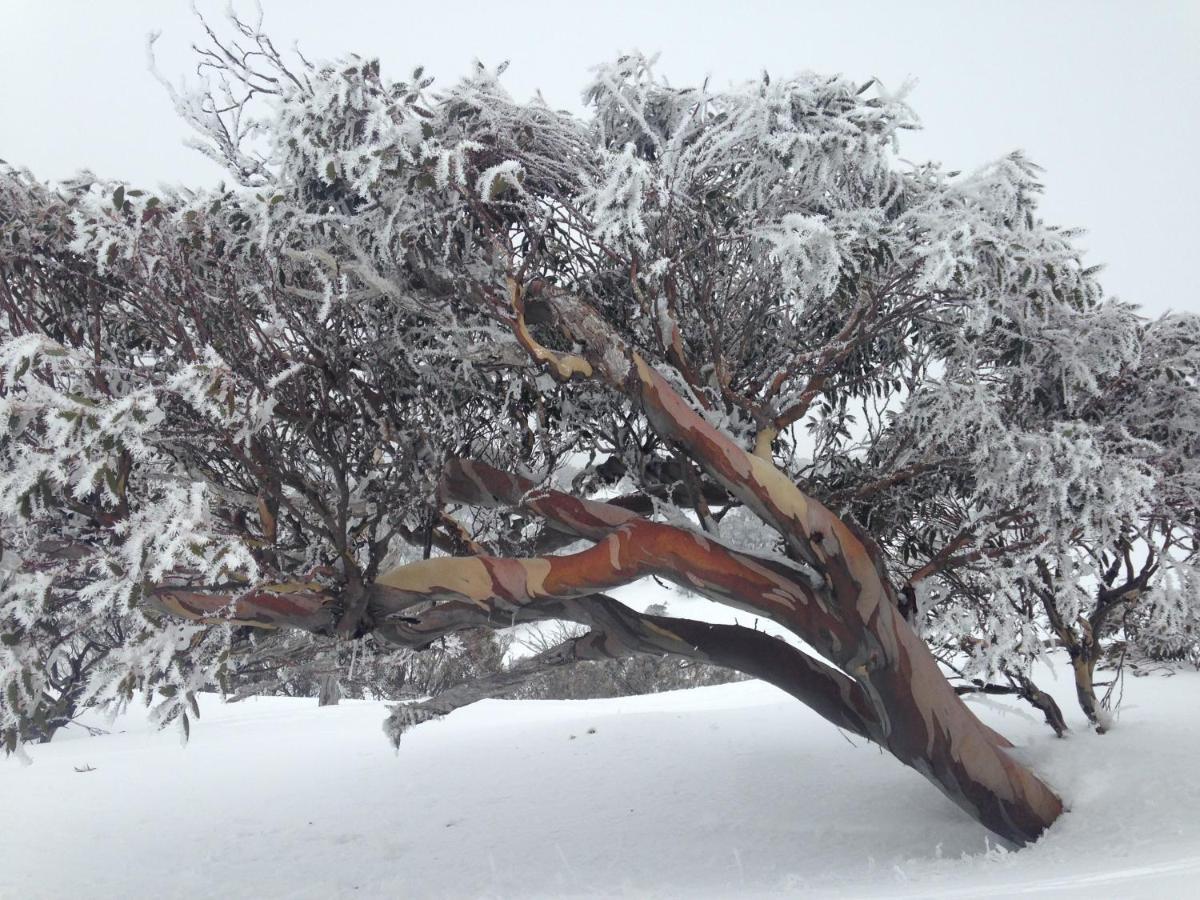 Swagman Chalet Perisher Valley Bagian luar foto